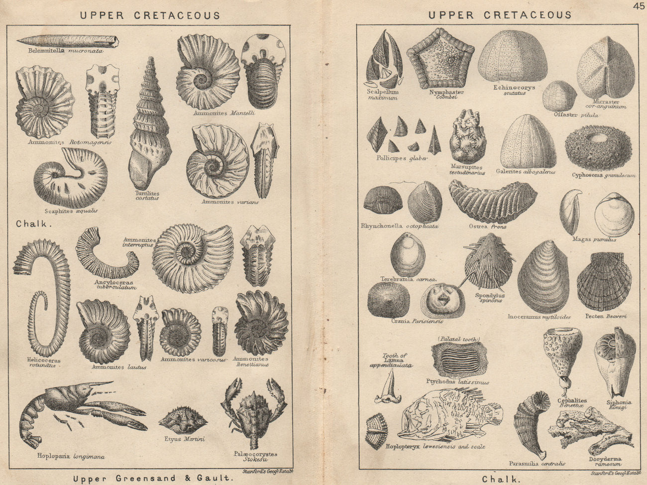 BRITISH FOSSILS. Upper Cretaceous. STANFORD 1913 old antique print picture